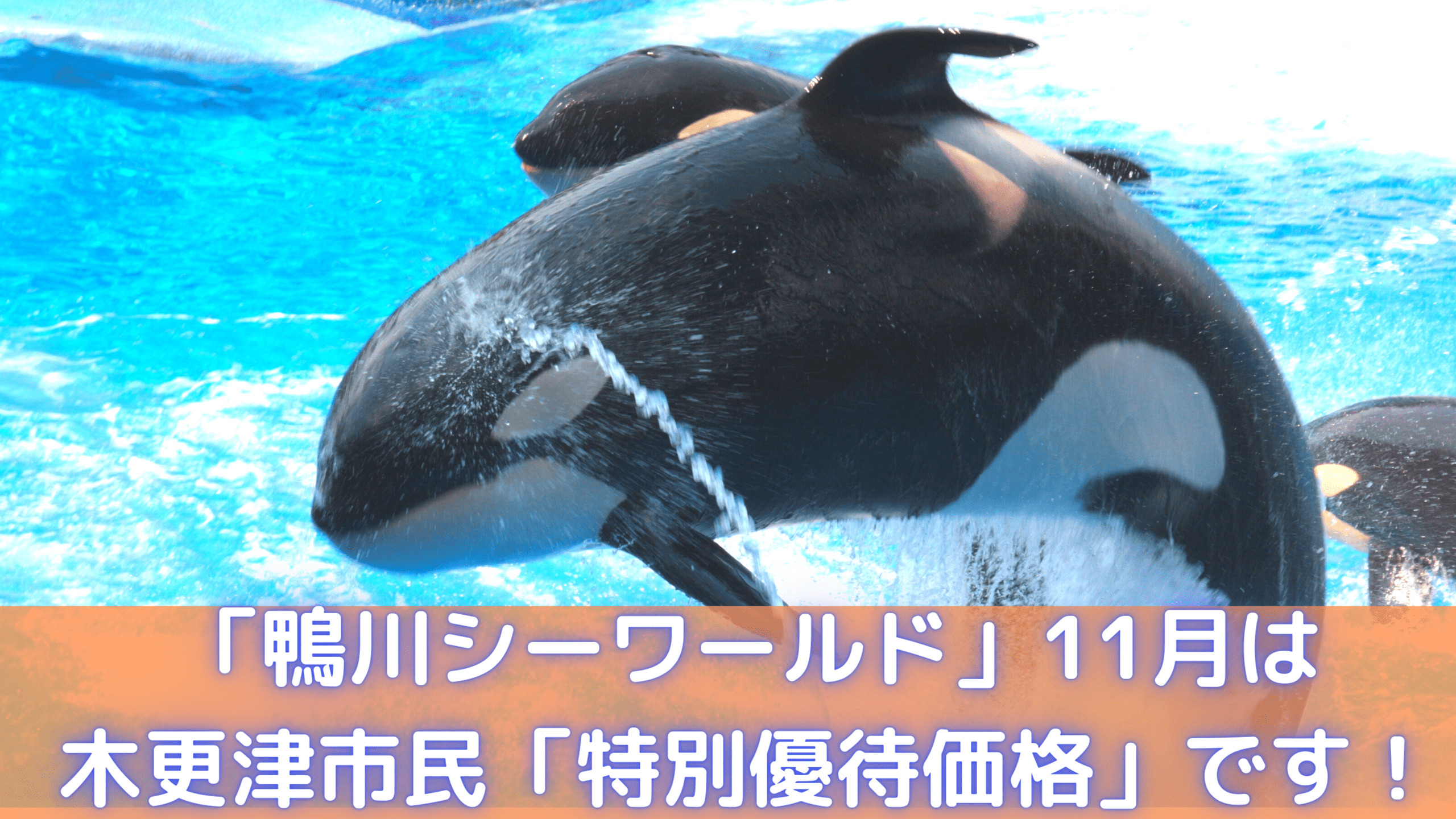 木更津市民特別価格 11月は鴨川シーワールドに通常よりも お得 に入館できます きさらづプライム